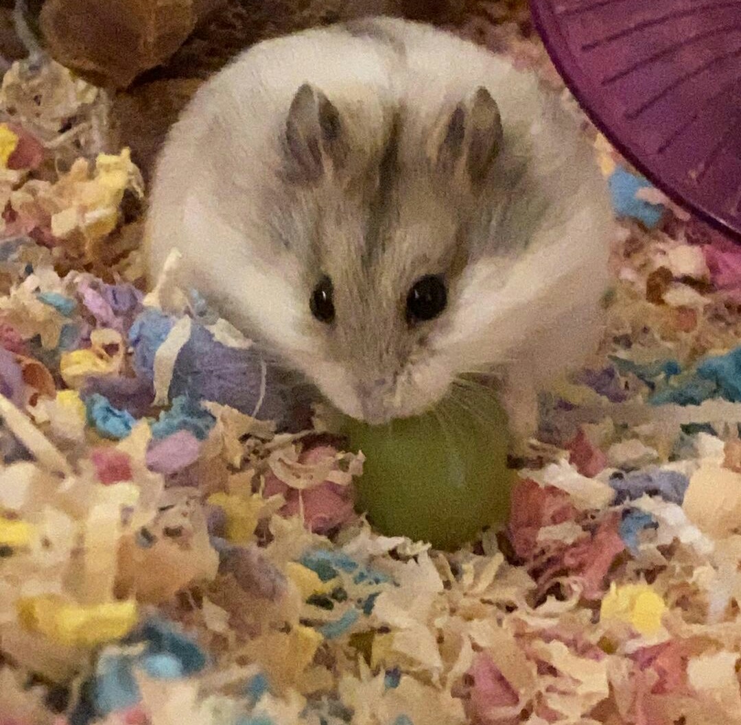 Can Hamsters Eat Grapes? [Owners Must Know How] HamstersHub