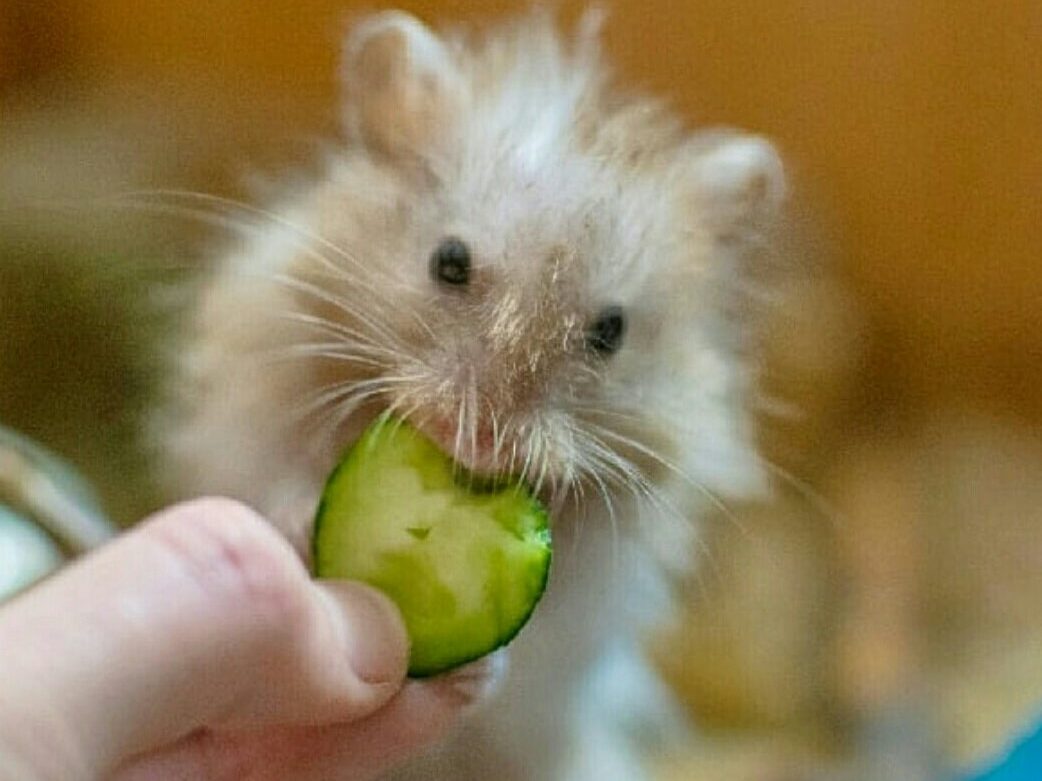 How much Cucumber to give to your Hamsters