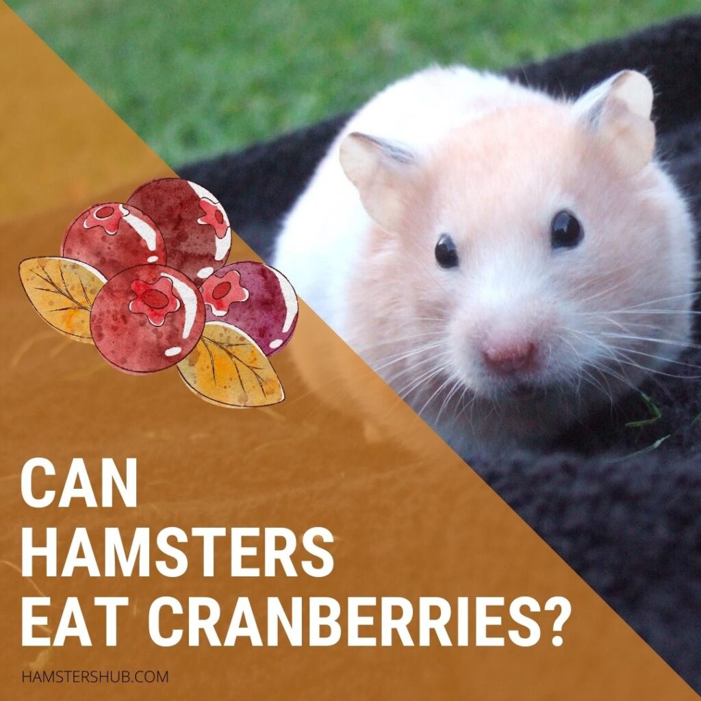 Can Hamsters Eat Cranberries? [Things You Should Know] HamstersHub