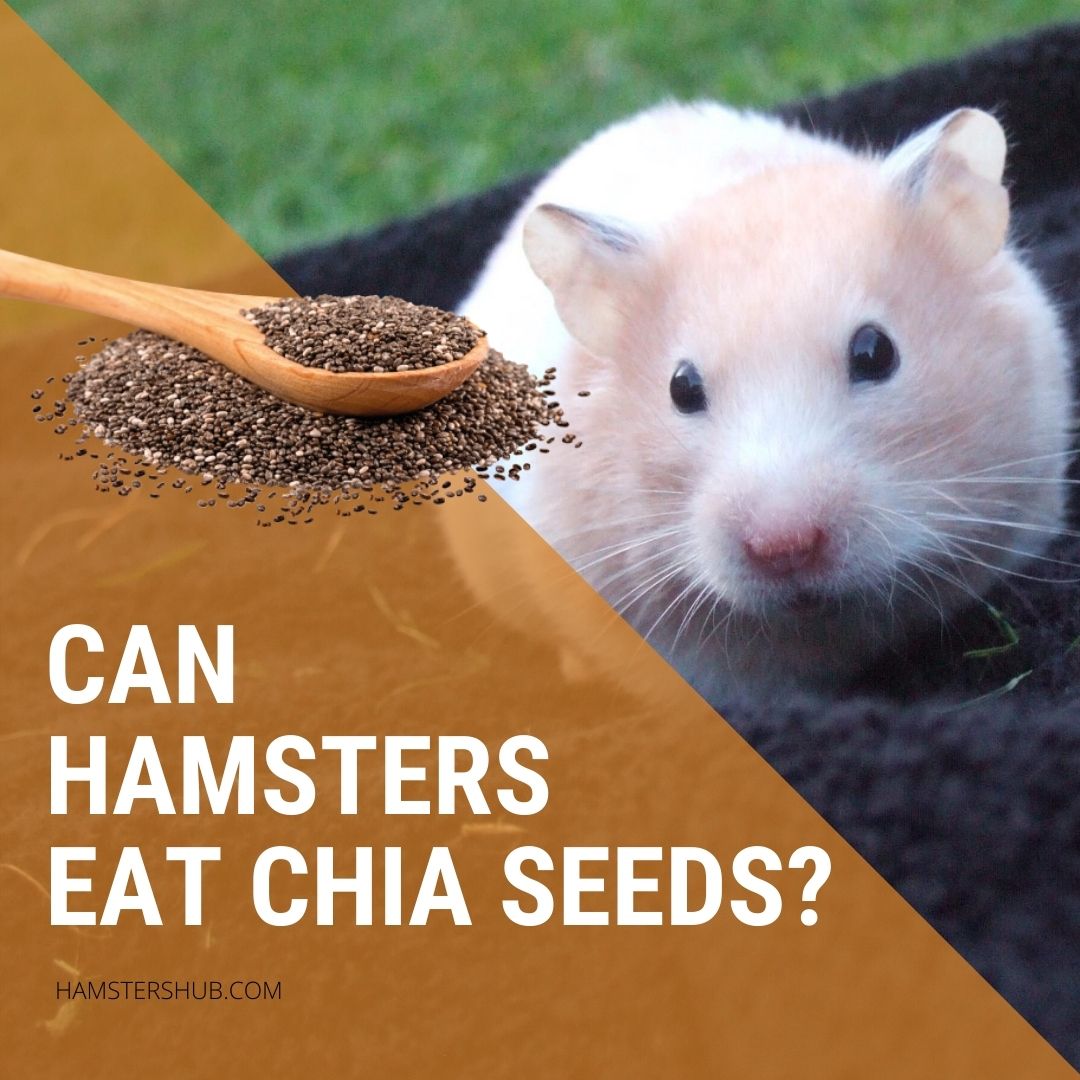 Can Hamsters eat Chia Seeds?
