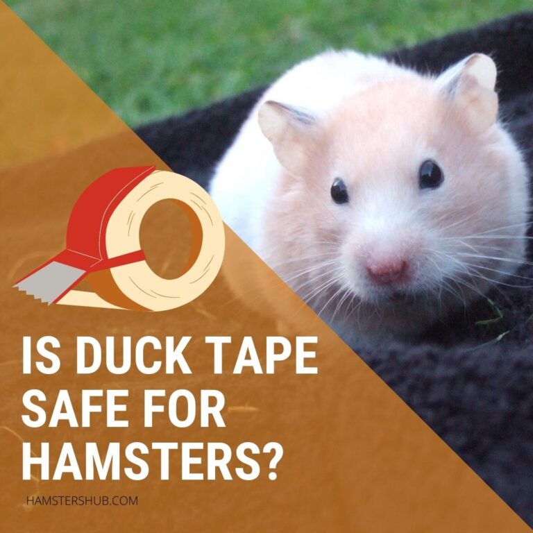 Is Duct Tape Safe for Hamsters? [Can You Use It In the Cage] HamstersHub