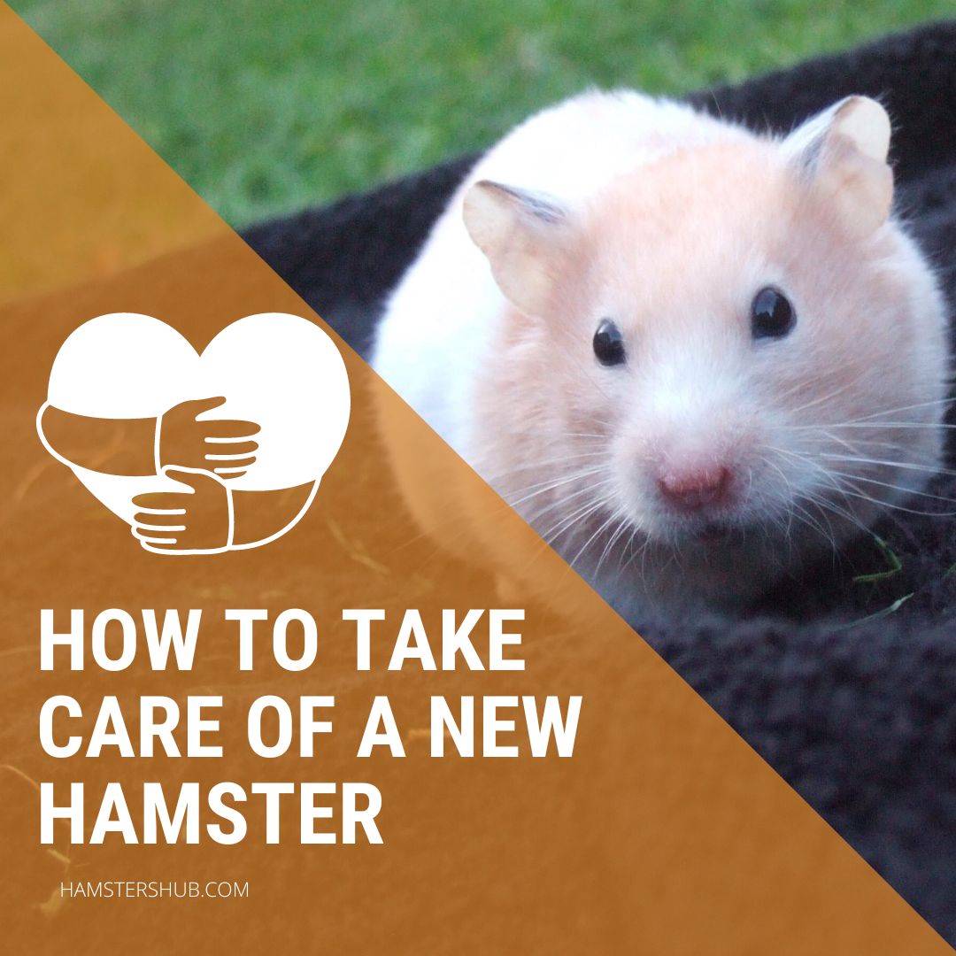 How To Take Care Of a New Hamster