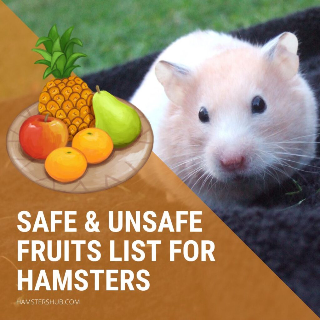 What Fruits Can Hamsters Eat? [Safe & Unsafe Fruit List] HamstersHub