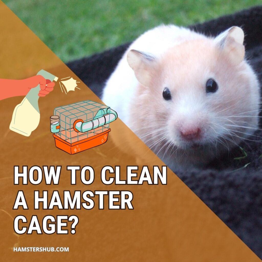 How to Clean a Hamster Cage? [StepbyStep Guide] HamstersHub